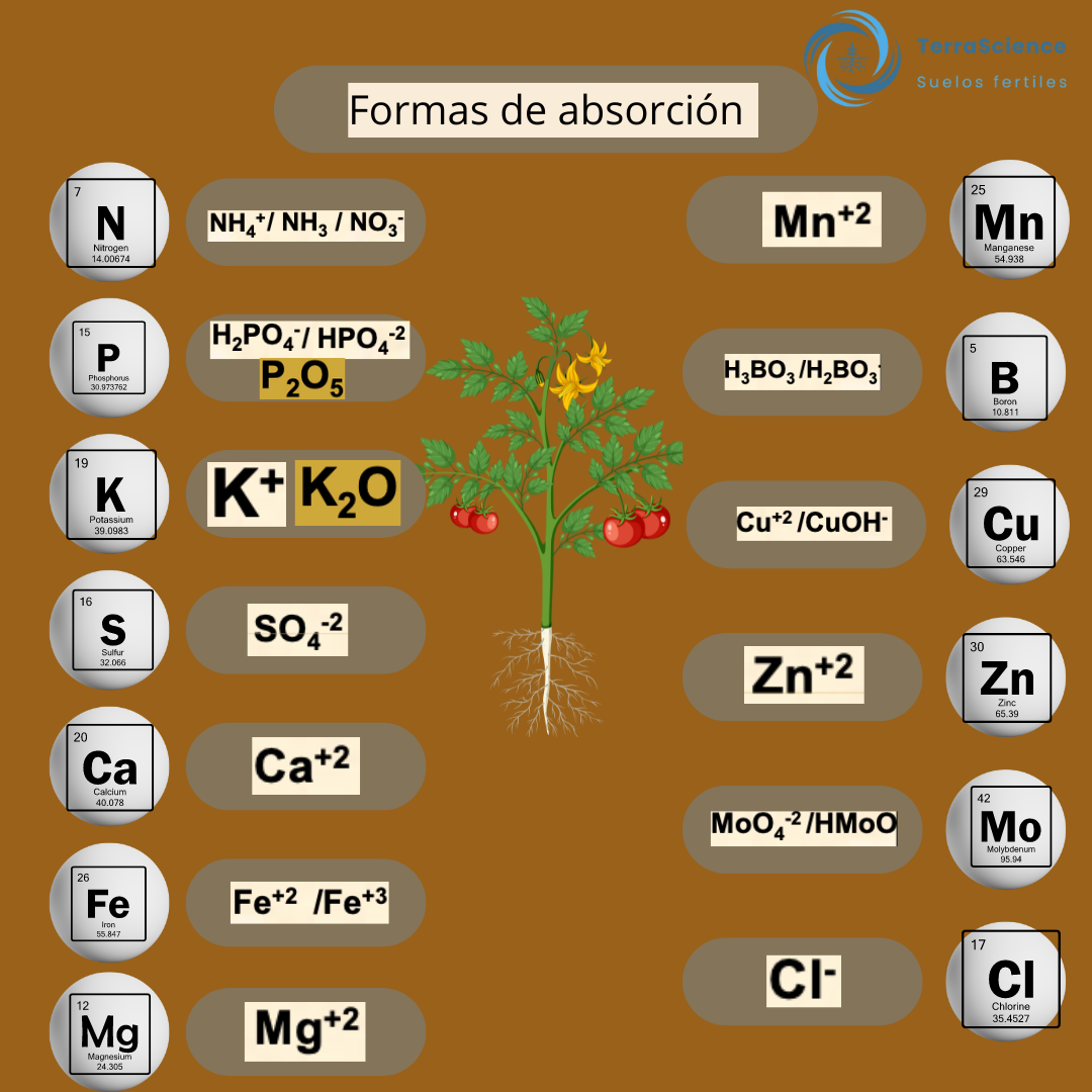 Como llegan los nutrientes a la planta