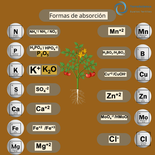 Como llegan los nutrientes a la planta